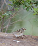 Clay colored Sparrow 7454